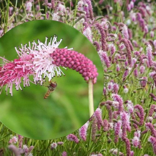 Sanguisorba tenuifolia 'Pink Elephant' - Ahtalehine punanupp 'Pink Elephant' C3/3L